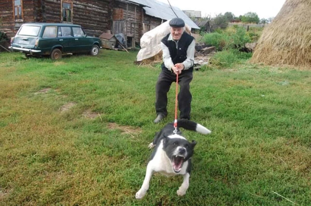    Адекватность многих хозяев домашних животных вызывает вопросы даже у кинологов.