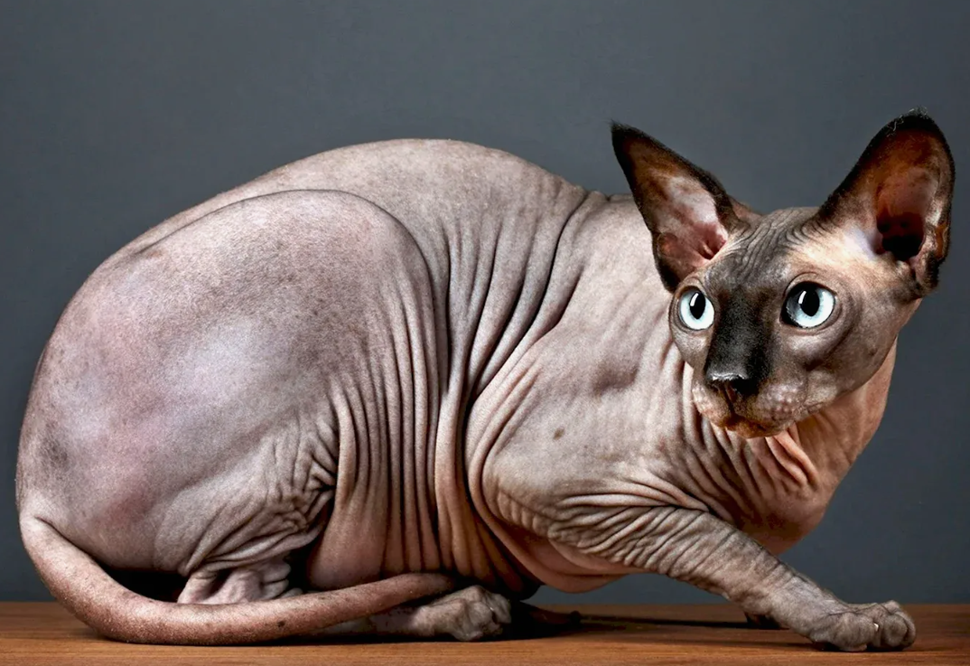 Кошка породы сфинкс. На наших ютуб каналах по ссылкам в описании канла на Дзен есть видео про все эти породы