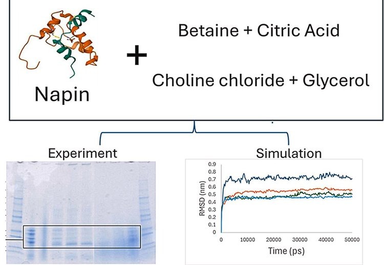    Извлекать растительный белок из отходов рапса можно при помощи зеленых растворителей