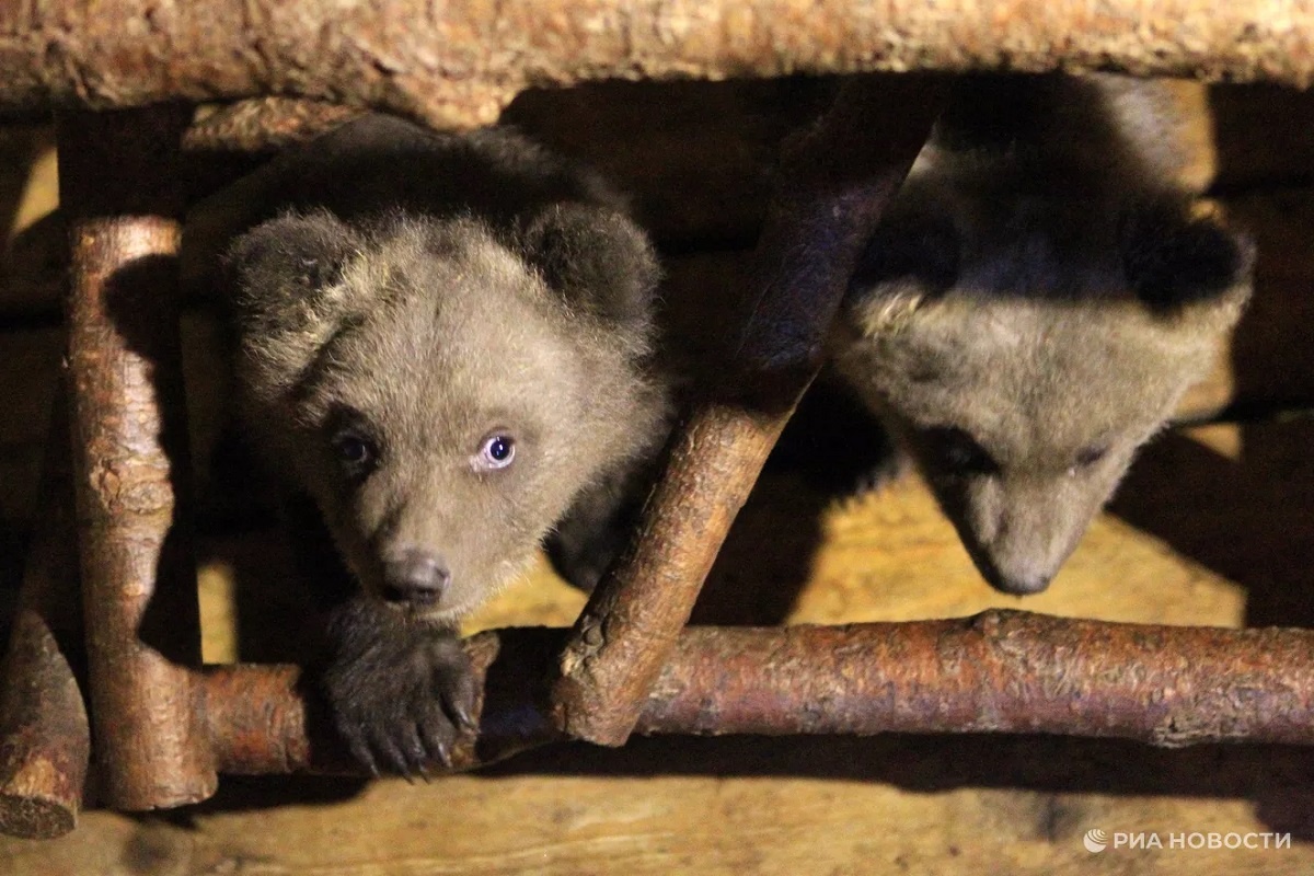    Фото: Михаил Фомичев, источник: РИА Новости