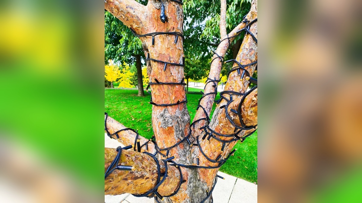    Фото t.me/park_galitskogo