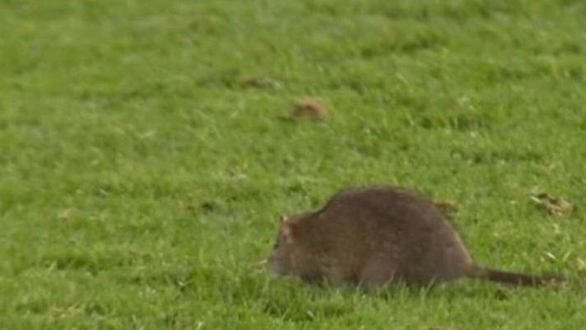    Кадр из трансляции