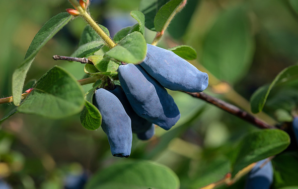    Голубая жимолость  irina02/Shutterstock/FOTODOM