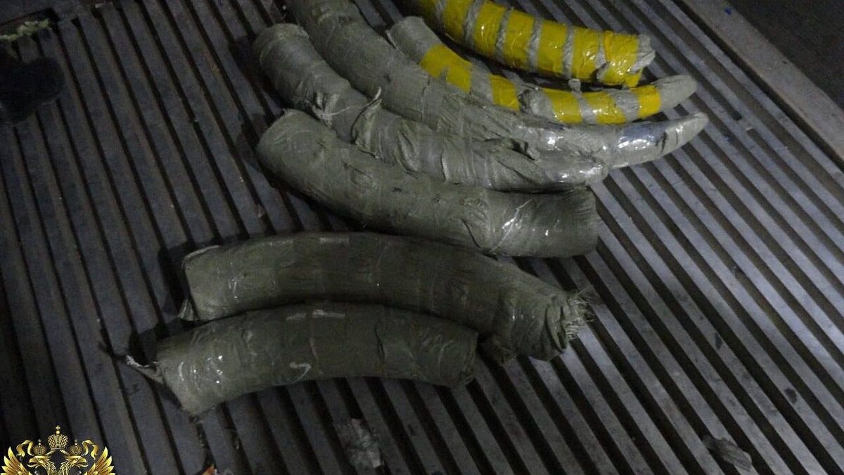    Фото: t.me/prokuratura28