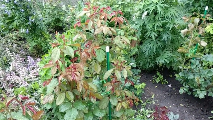 Так выглядят розы в середине октября - листья держатся крепко и не опадают самостоятельно