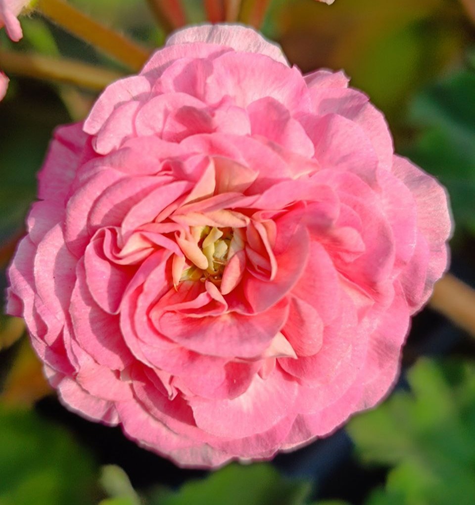 Эрик Дракон и Розы