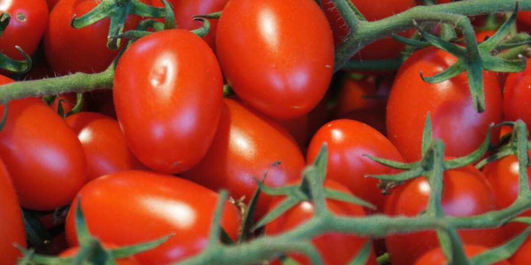 Ваши помидоры могли быть вкуснее в три раза — просто поменяйте одно правило ухода