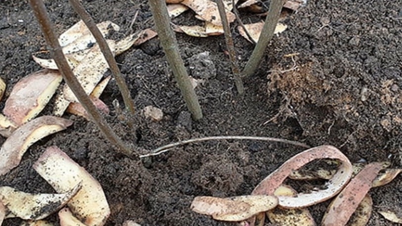 Заготавливаю очистки картофеля всю осень. Кусты благодарят крупной смородиной летом