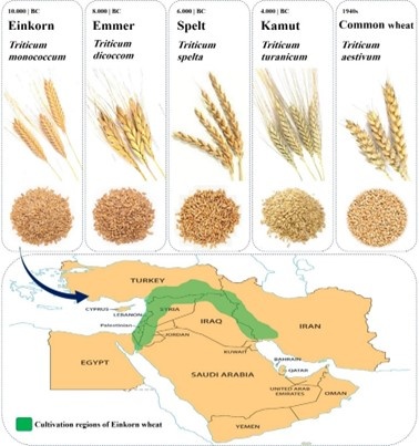 Рисунок 1. Одомашнивание однозернянки в странах Плодородного Полумесяца и ее естественное распространение на Ближнем Востоке
