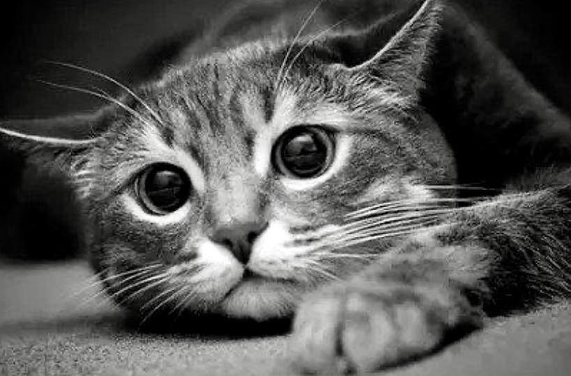 Станет ли кошка переживать, когда ее сородич уйдет на радугу