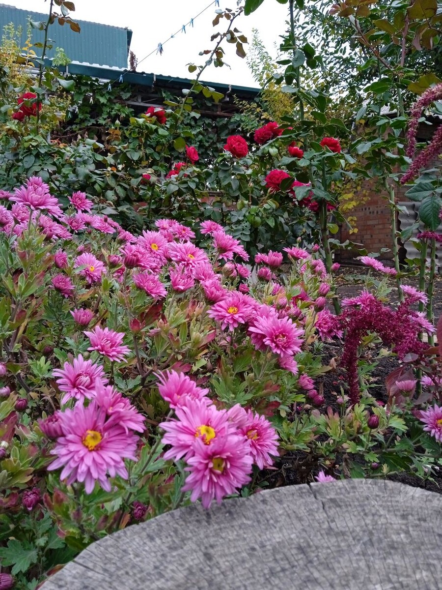 Собственное фото автора от 12 октября 2025 г.