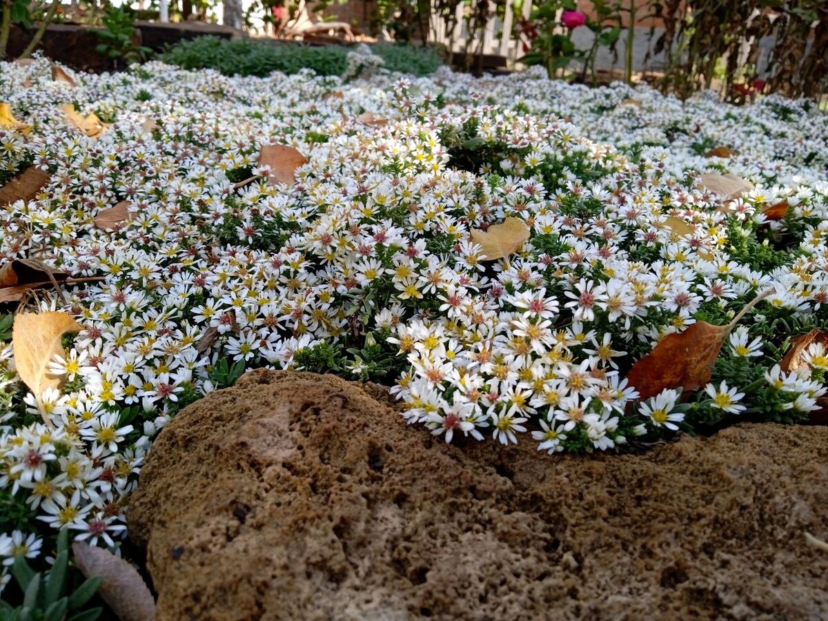 Собственное фото автора от 15 октября 2025 г.