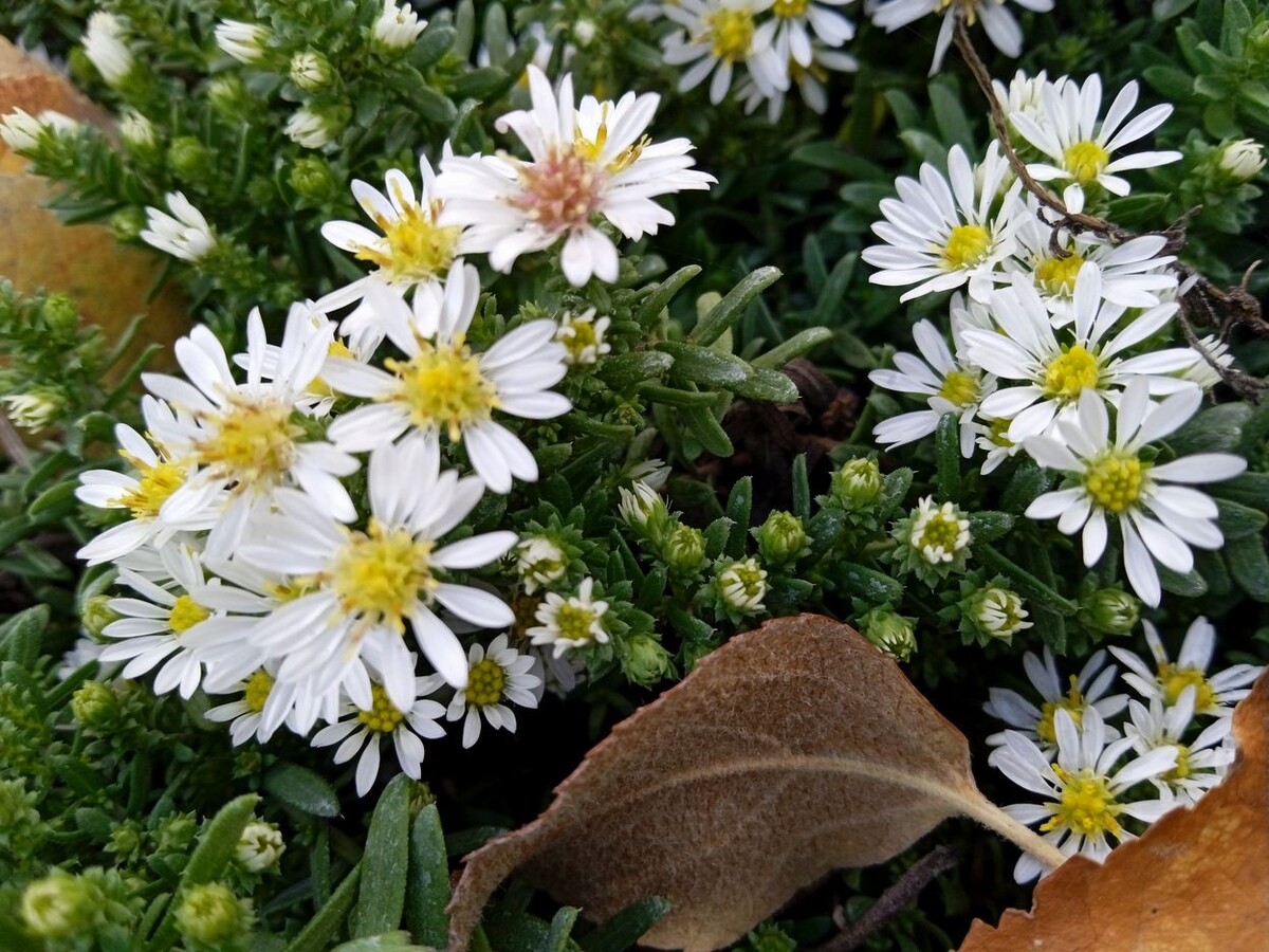 Собственное фото автора от 15 октября 2025 г.