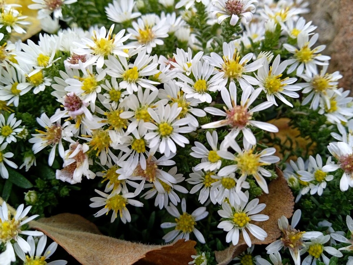 Собственное фото автора от 15 октября 2025 г.