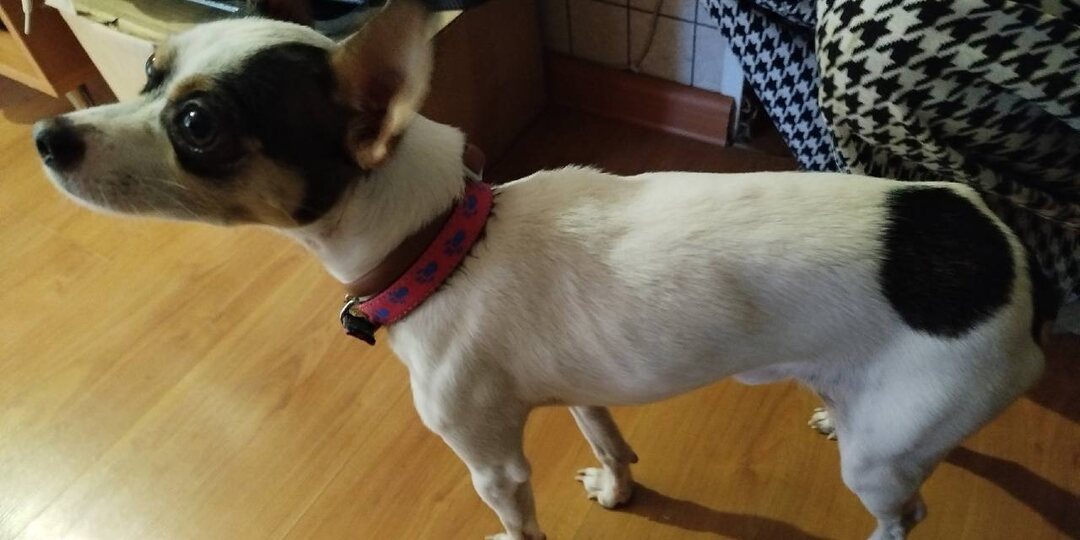 На пустынной остановке за городом оставили той терьера в комбинезоне на лежанке с поводком