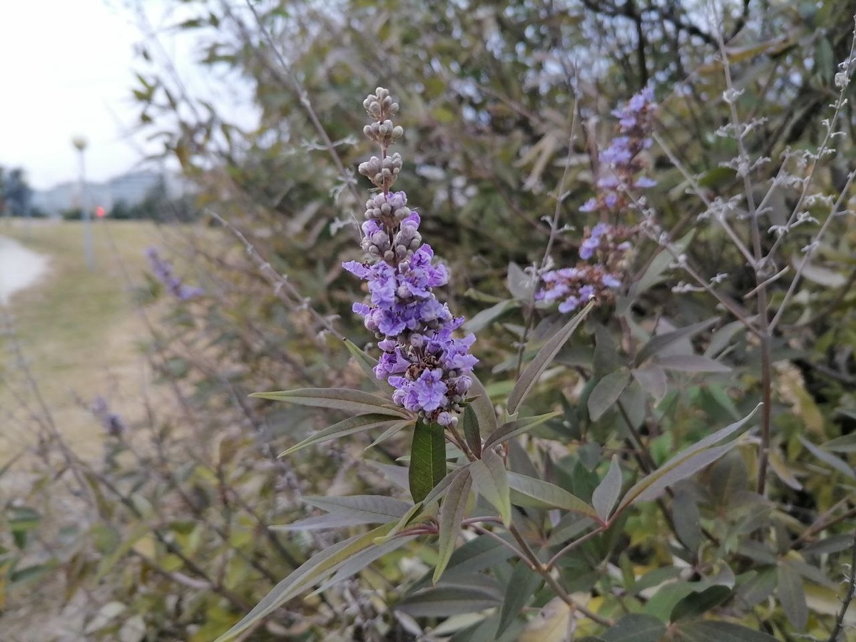 Соцветия витекса священного