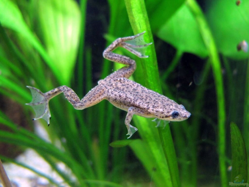 Изящное тело, лапки-ласты и вечно "улыбчивая" мордочка — вот портрет нашего героя.