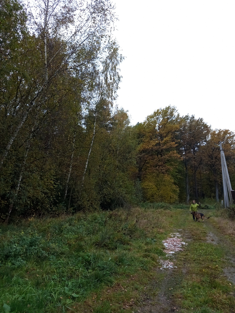 Наш лес, соседка собаку выгуливает