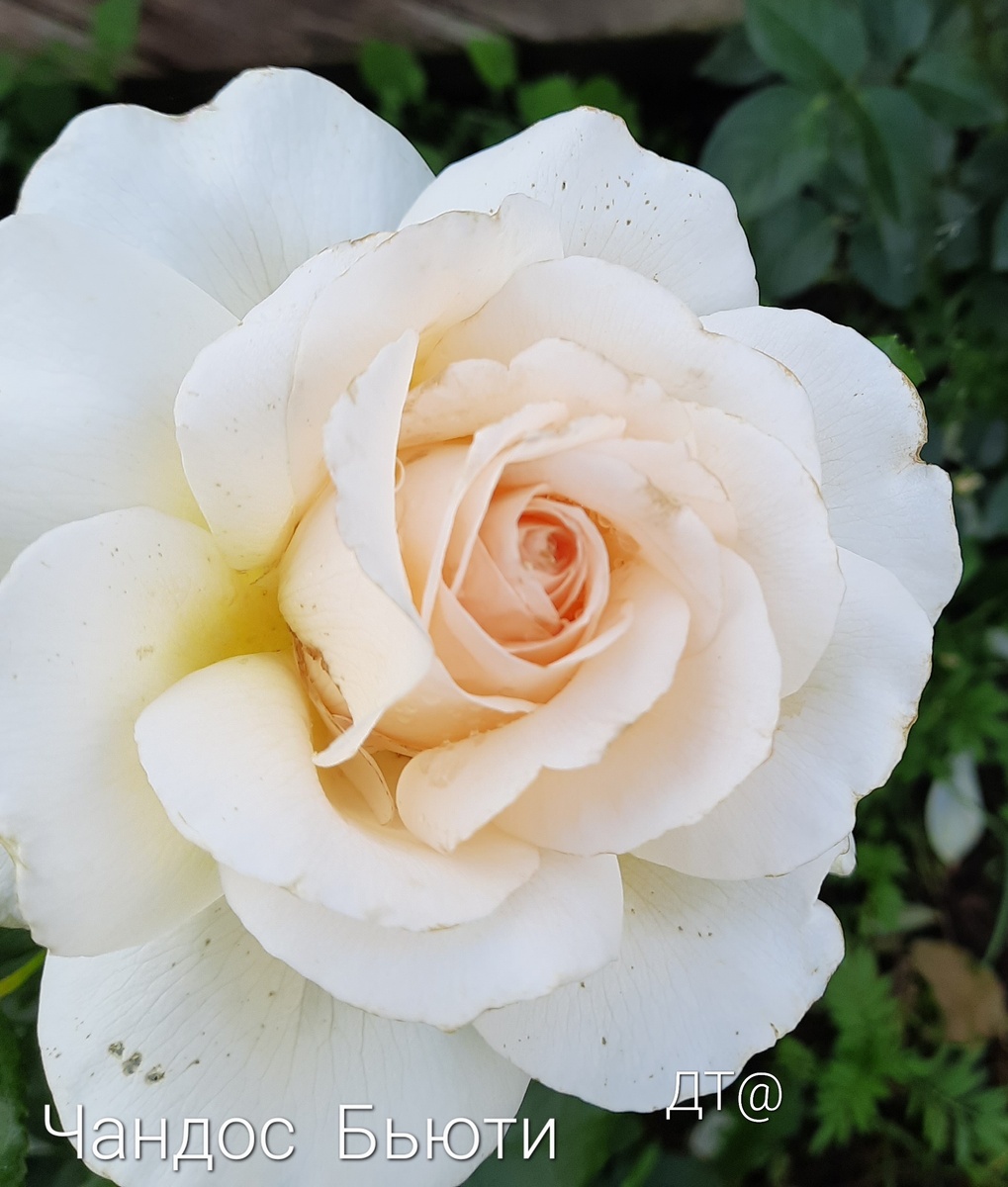 Это одна из любимиц))