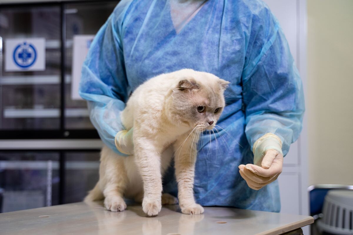 Фото: Александр Плонский / «ВиЖ»