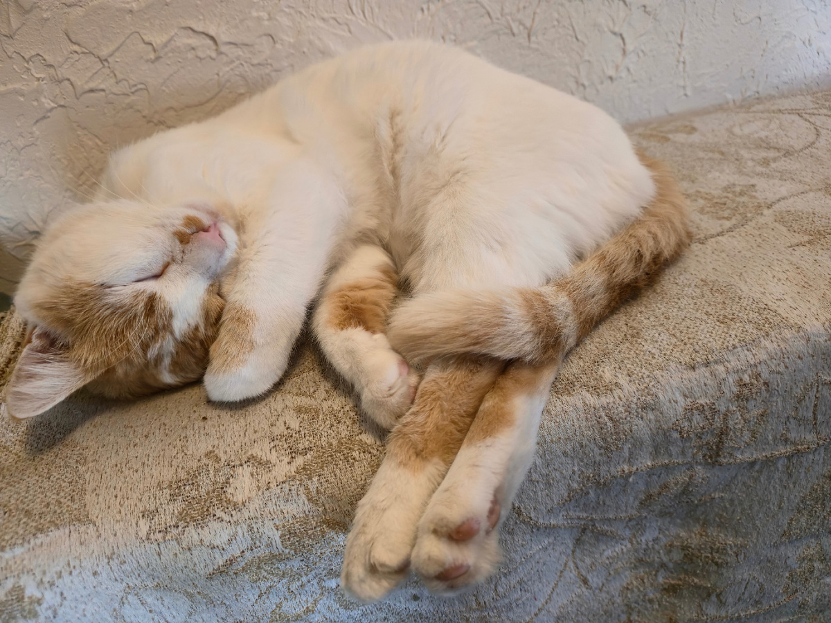 Учитесь: вот как нужно зимовать.