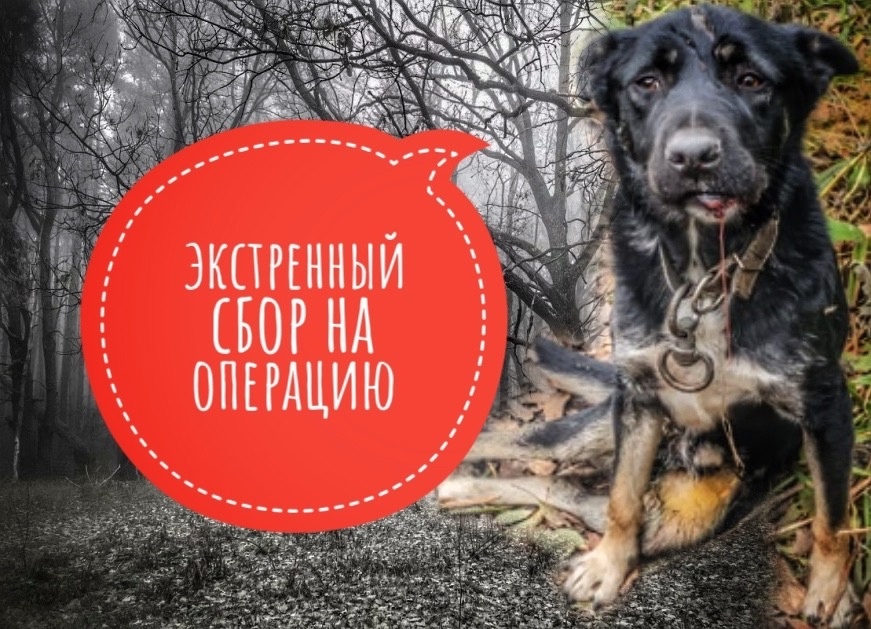  Стоимость комплекса операцией больше 90 000 рублей! У приюта нет таких денег.