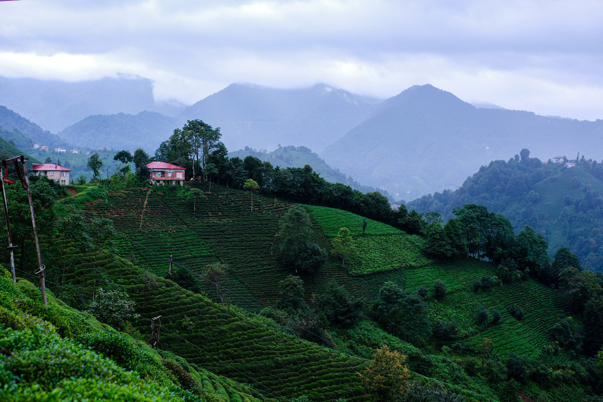 Горы буквально утопают в зелени чайных плантаций. Фото: Gürkan KULUÇ / Unsplash