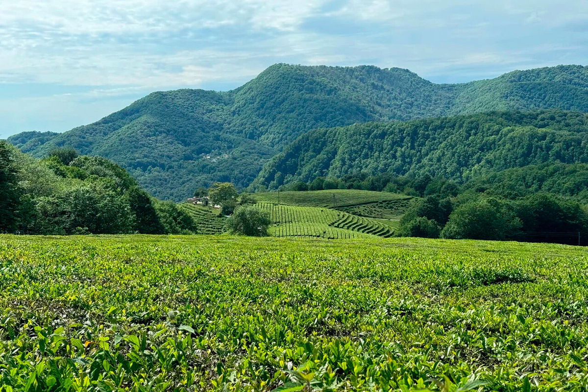 Сюда интересно приехать со своим перекусом, чтобы побродить по красивому месту, полюбоваться пейзажем и устроить пикник в одной из беседок на территории. Фото: Анастасия Б. / Яндекс Карты