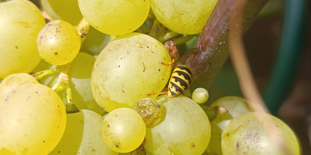 Год на год не приходится