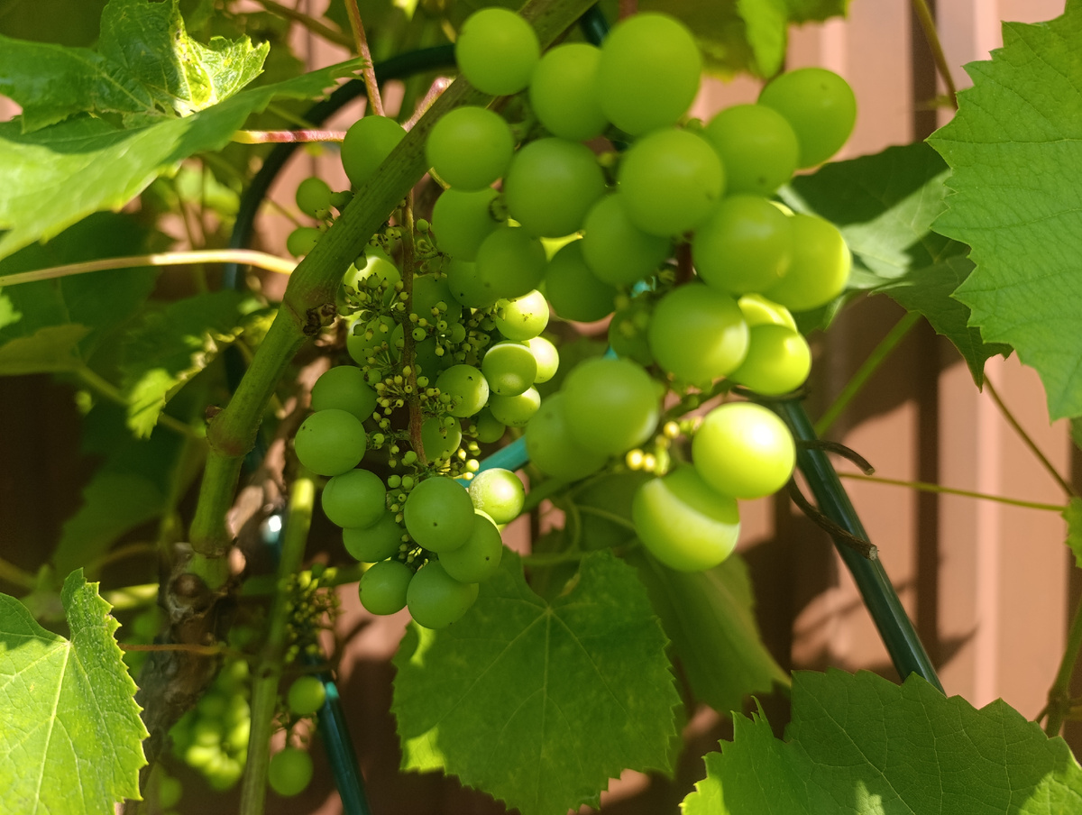 горошение гроздей