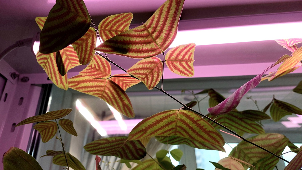 Кристия обкордата Крыло бабочки