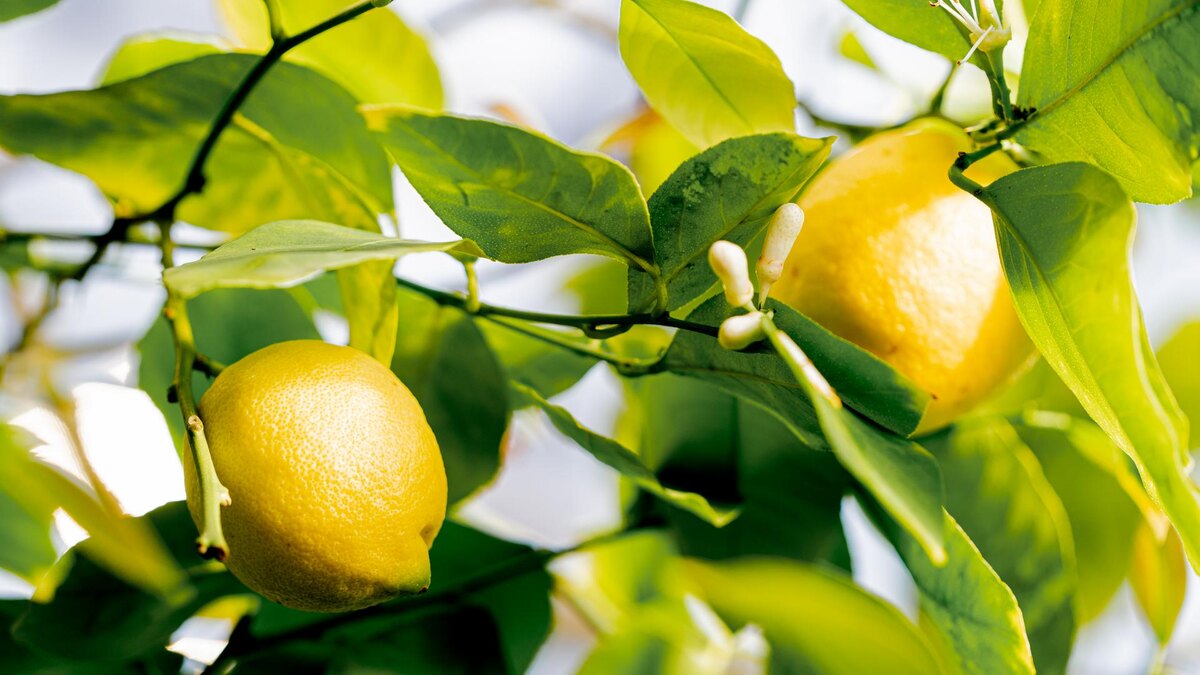 Фото: ИЗВЕСТИЯ/Телеканал «78»