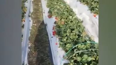     На юге Красноярского края фермеры до сих пор собирают клубнику