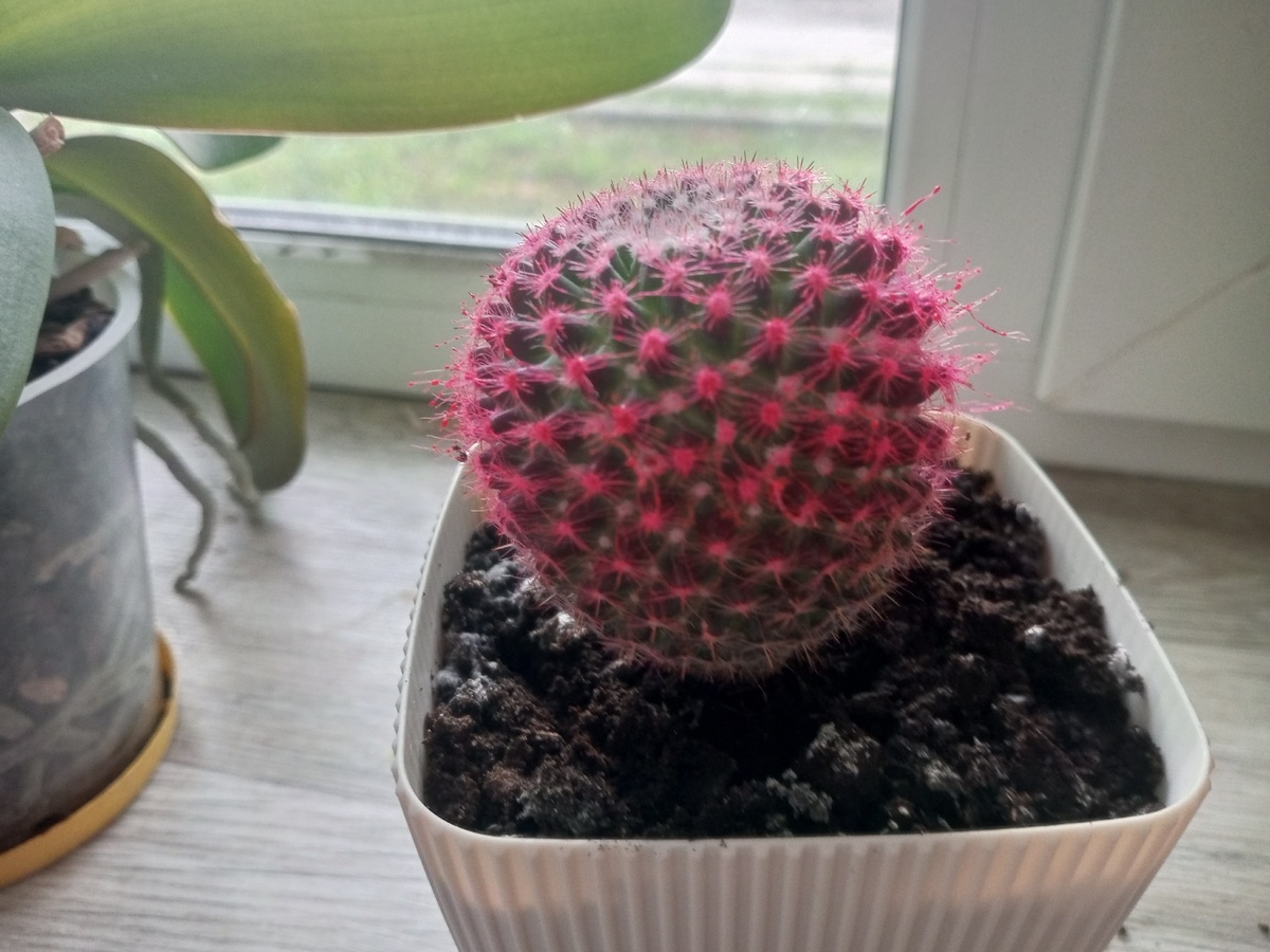    Перестаньте убивать свои комнатные цветы: 7 популярных копеечных аптечных средств, которые не сделают растениям хорошо