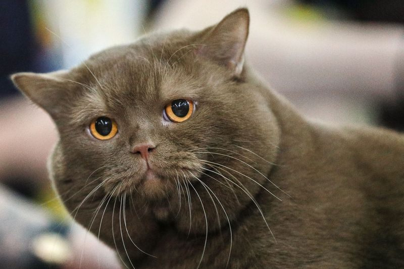    Сергей Булкин/NEWS.ru