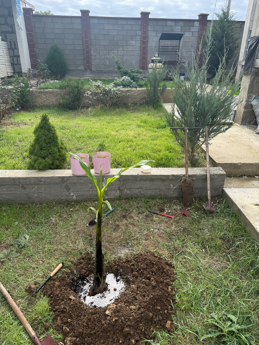 Фото из личного архива: сажаем банановое дерево