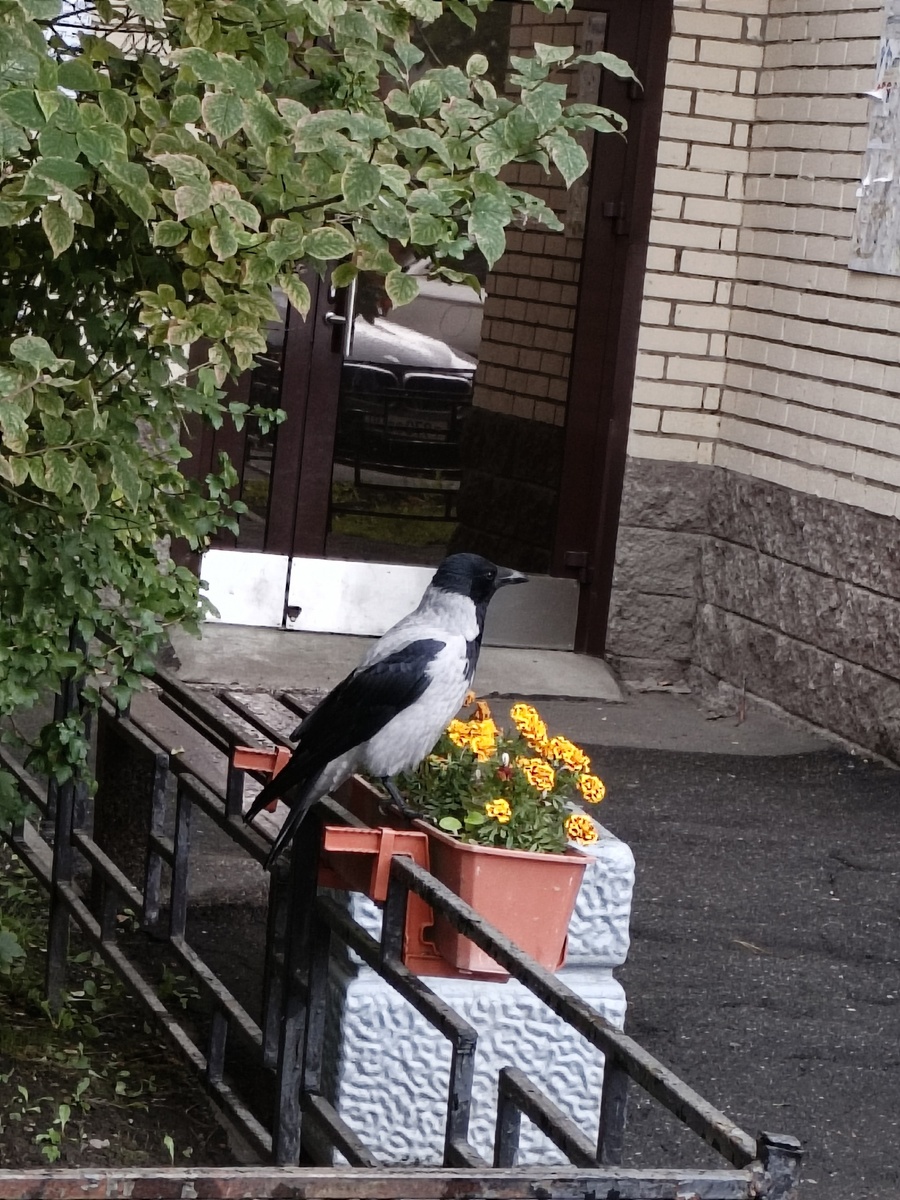 Вчерашнее фото. Ворона не улетала, долго позировала, будто для обложки журнала. 