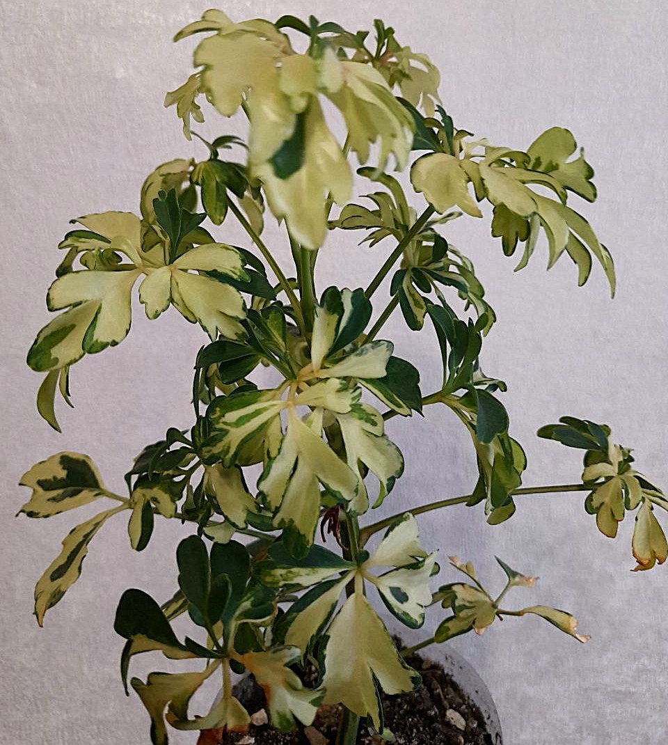 Вот такая миниатюрка у меня ) На некоторых листьях ожоги остались..