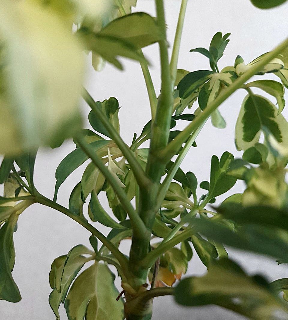 Такой стволик у нас теперь, немного светлее, чем прежний.