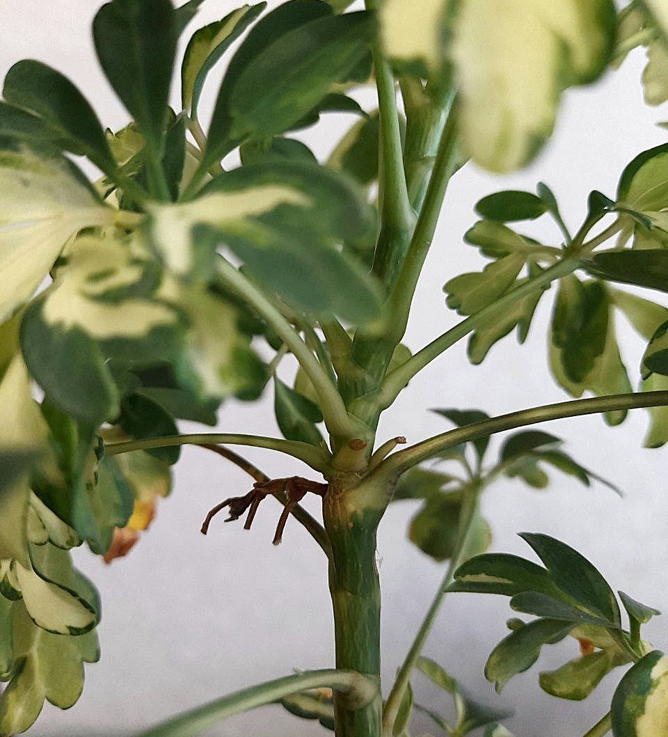 А это коричневое существо- бывшая макушка моей Жанин.