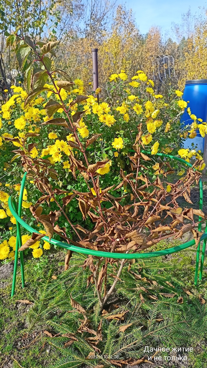 Фрайз Мельба 10 октября 2025