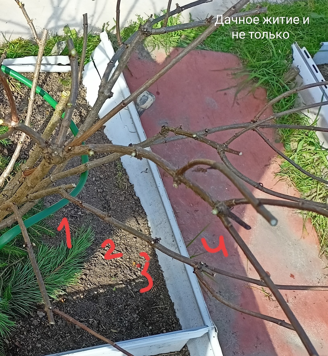 Подписала как считают почки, расстояние между почками - междоузлие