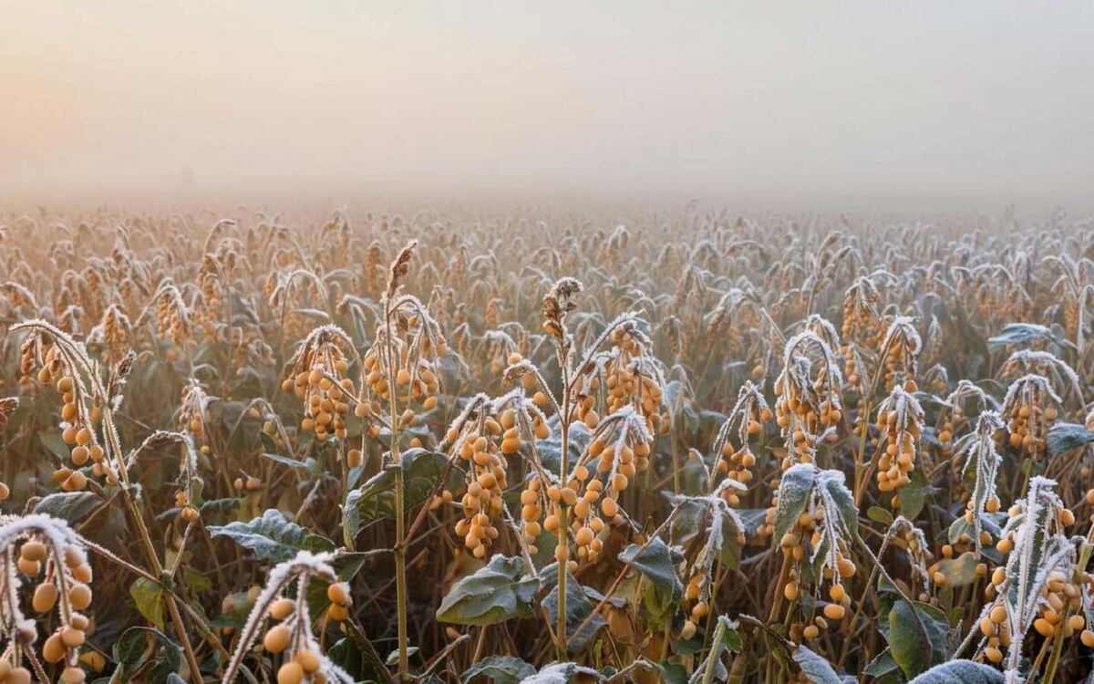    Морозы в Сибири сокращают урожай рапса и сои: спрос перемещается в Черноземье Иллюстрация сгенерирована нейросетью Kandinsky