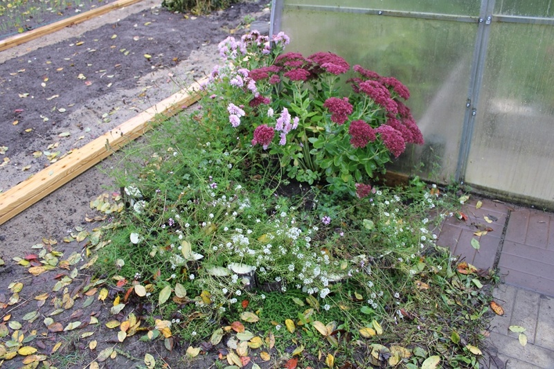 Цветник у теплицы с северной стороны