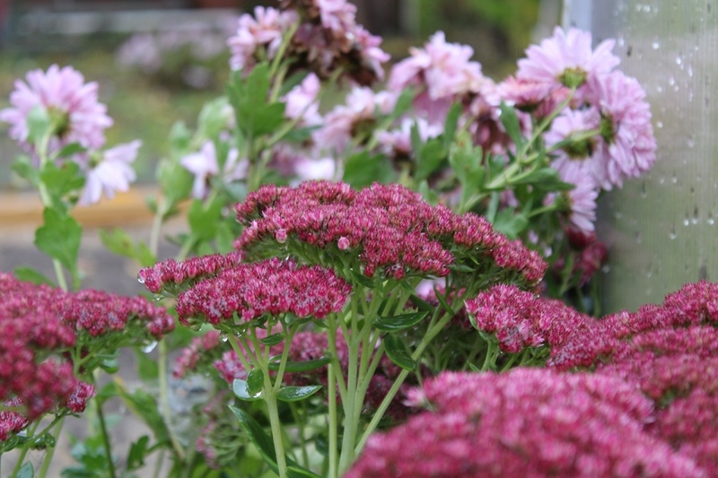 И снова очиток