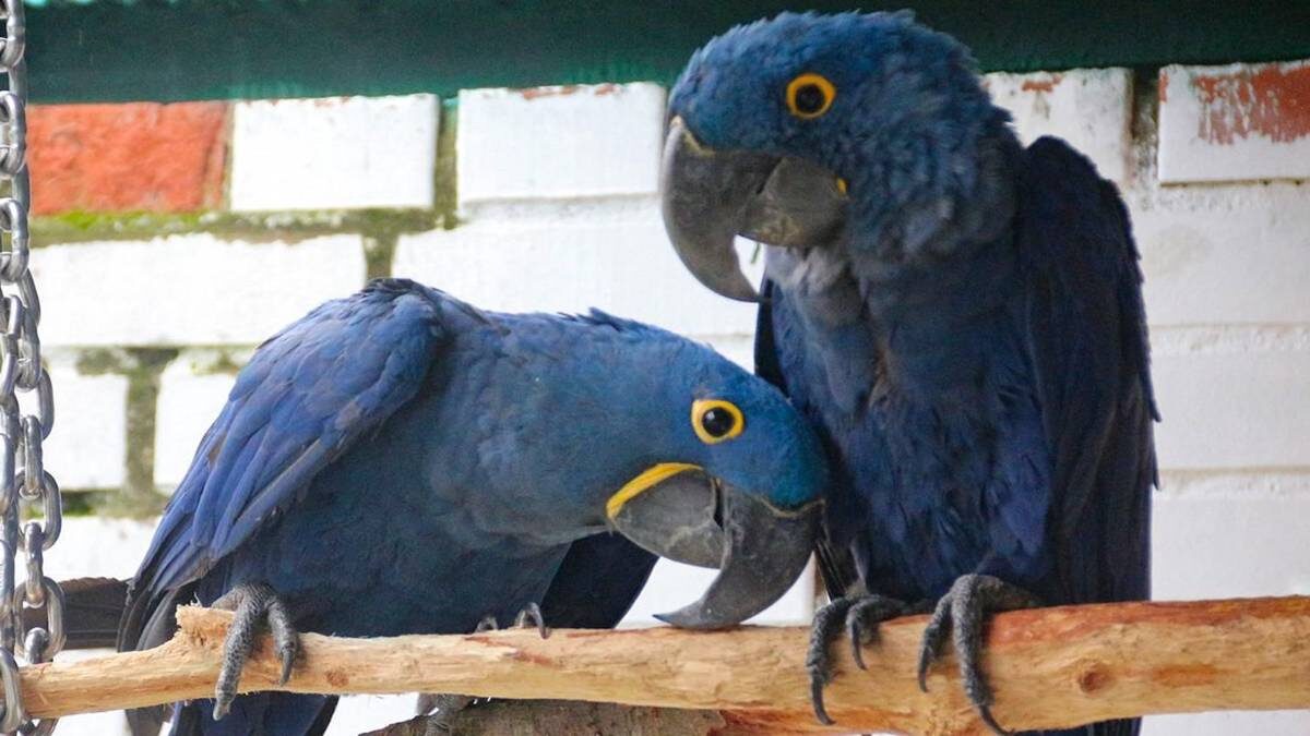    Фото: Пресс-служба Московского зоопарка