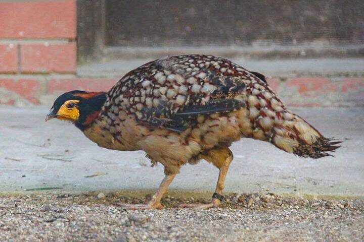  Фазан-трагопан / Фото: Пресс-служба Московского зоопарка
