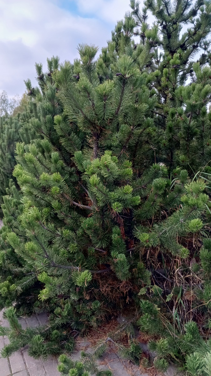 фото аатора: такие сосенки растут у нашей церкви, фото с прогулки