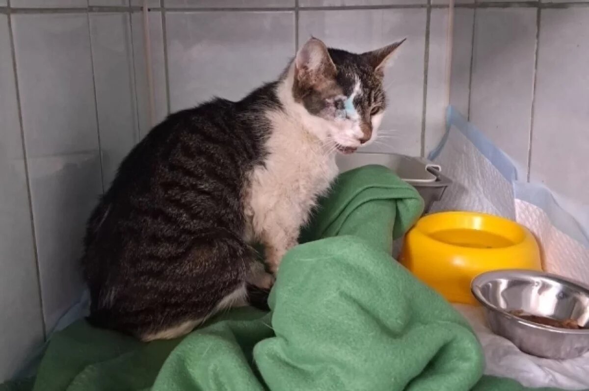    В Перми сбитая кошка с вытекшим глазом нуждается в помощи после ДТП с авто