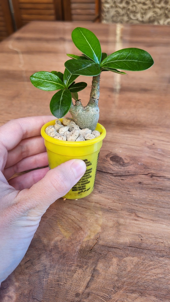 Доходяга, который выжил. С неисправимой мутацией))). Корневая хорошая, но каудекс сгрызло какое-то насекомое. И он стал таким. А был нормальным. 